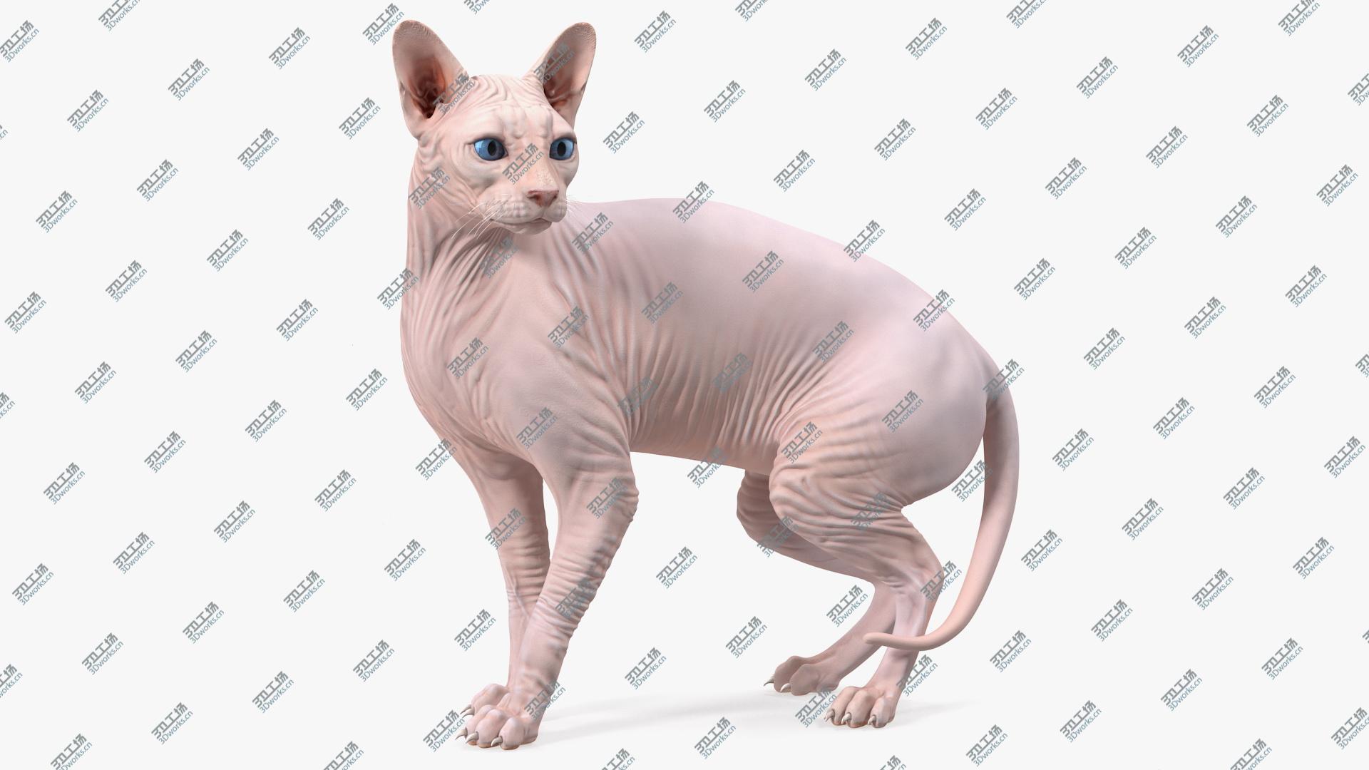images/goods_img/202104093/3D model Cream Color Sphynx Cat/1.jpg